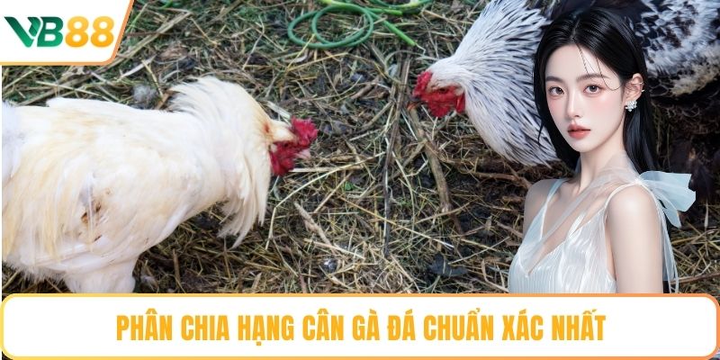 Phân chia hạng cân gà đá chuẩn xác nhất