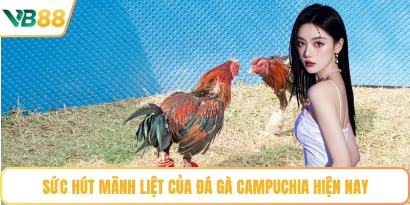 Sức hút mãnh liệt của đá gà campuchia hiện nay
