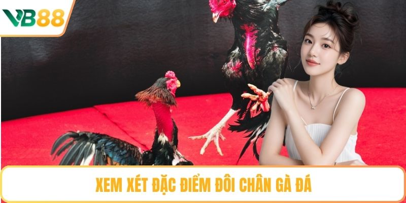 Xem xét đặc điểm đôi chân gà đá